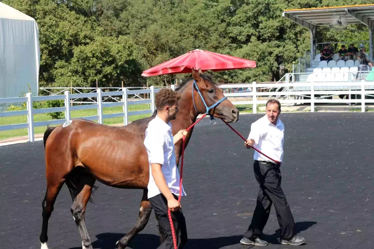 Karacabey’de 50 Tay Satışı 27 Milyon Lira Getirdi