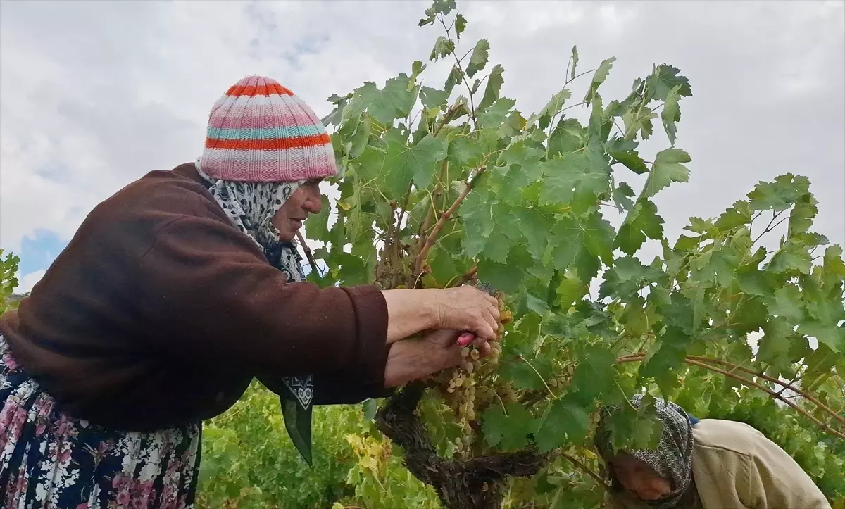 Beypazarı’nda Bağ Bozumu ve Pekmez Yapımına Başlandı