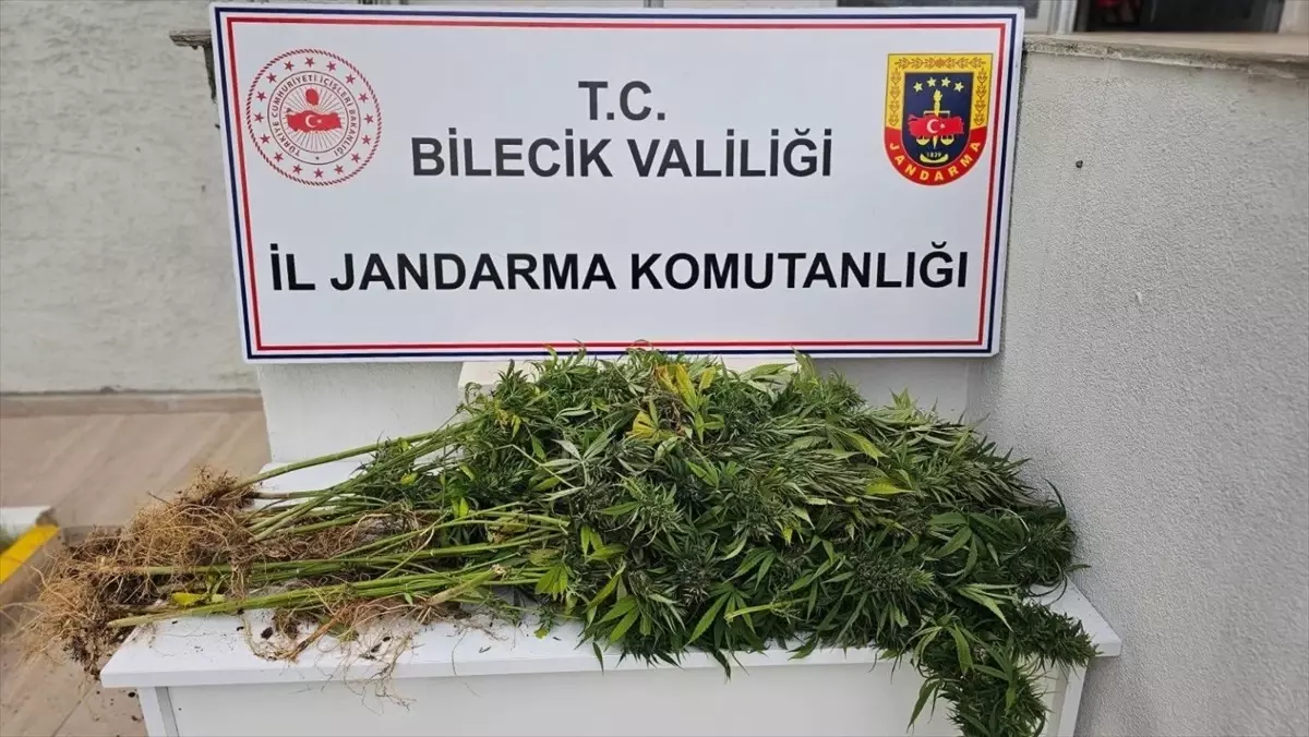 Bozüyük’te Hint Keneviri Yetiştiren Şüpheli Yakalandı