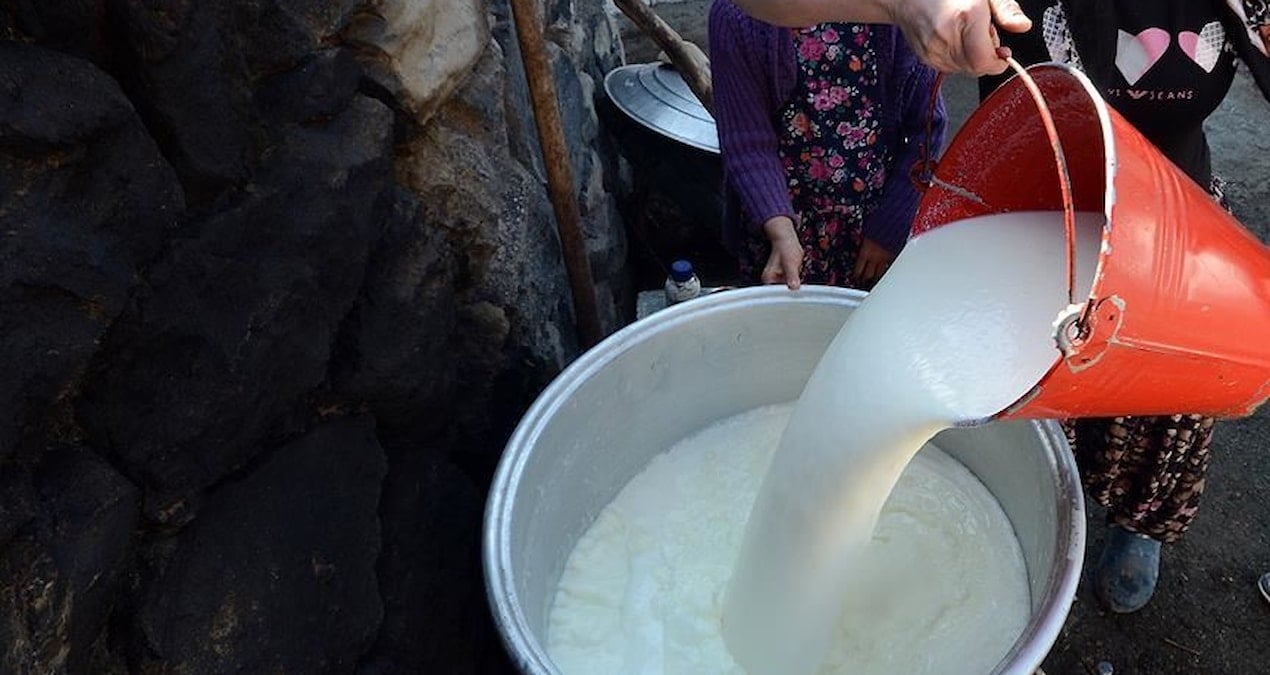 İnek sütü üretimi ağustosta azaldı