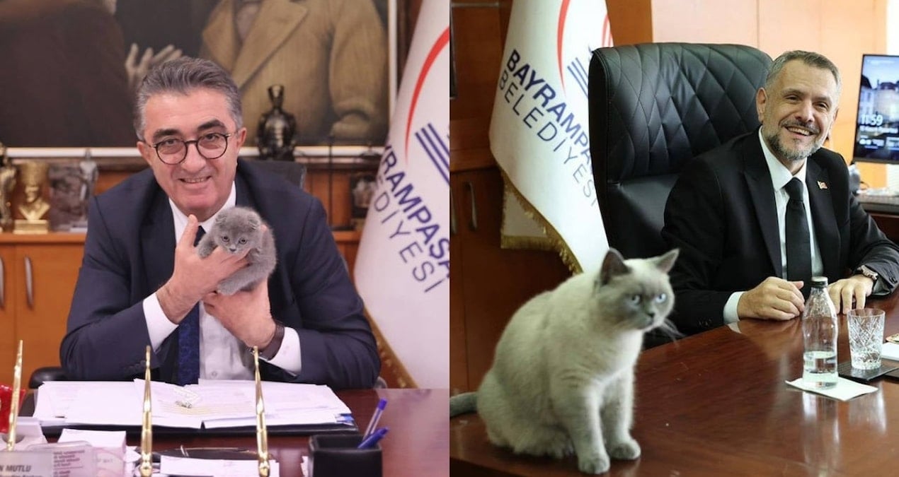 AKP hızını alamıyor! ‘Kedilik makamı’na kayyum