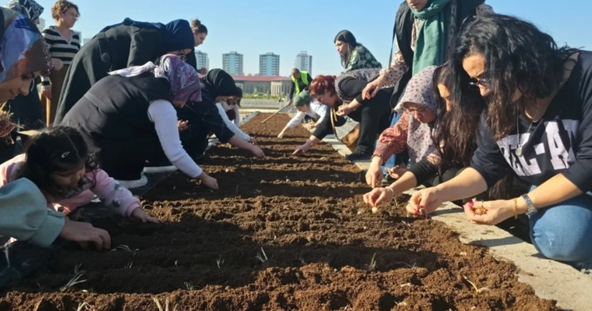 Diyarbakır Tıbbi ve Aromatik Bitkiler Atölyesi’nde safran ekimi