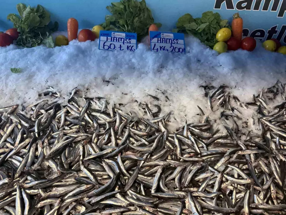 Hamsi Fiyatlarında Düşüş Devam Ediyor