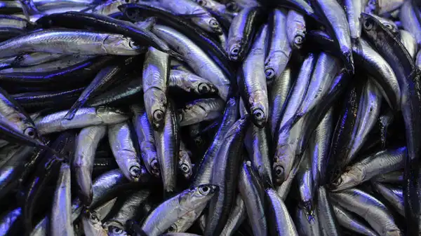 Hava soğudu, balık tezgahları hamsi ile doldu: Kilosu 80 liraya düştü