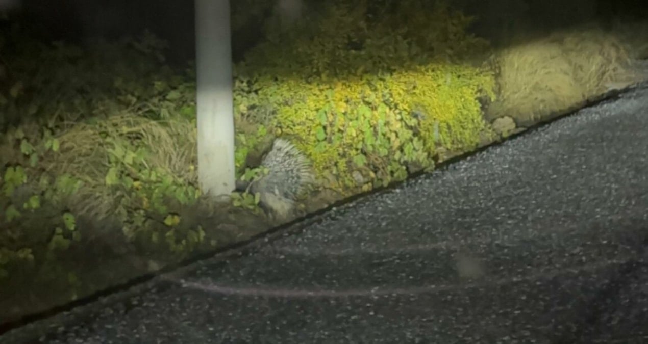 Nesli tükenmek üzereyken Aydın’da görüldü