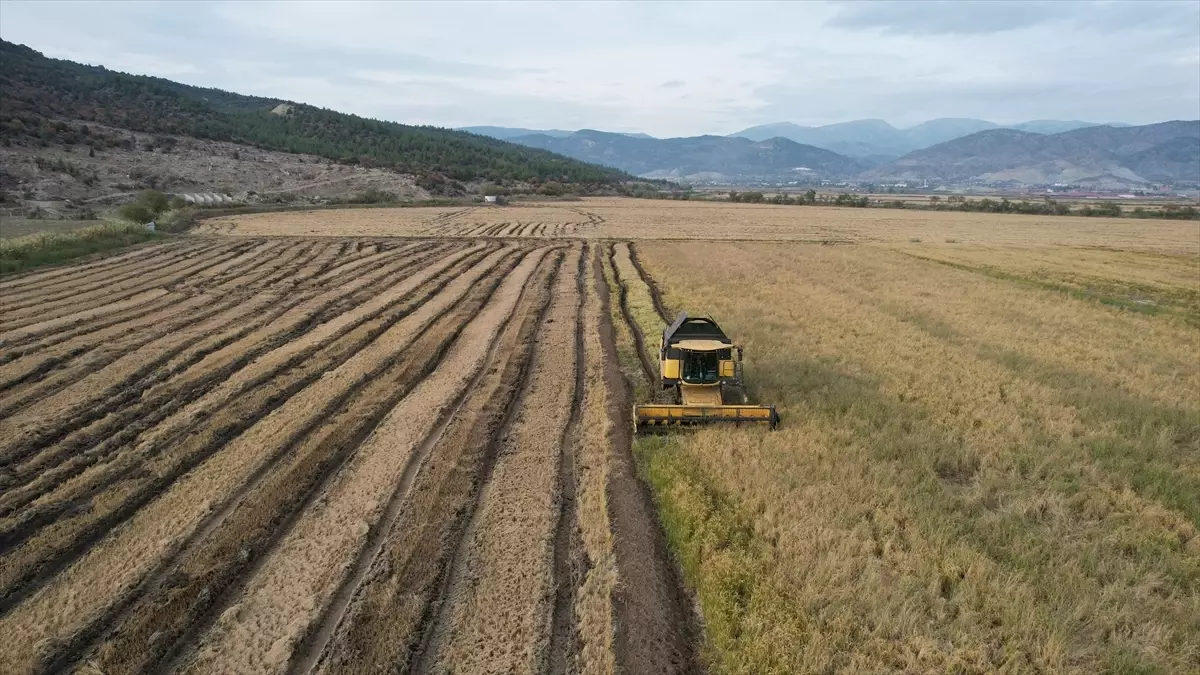 Osmancık Pirinci Teknolojik Yöntemlerle Daha Lezzetli Hale Geliyor