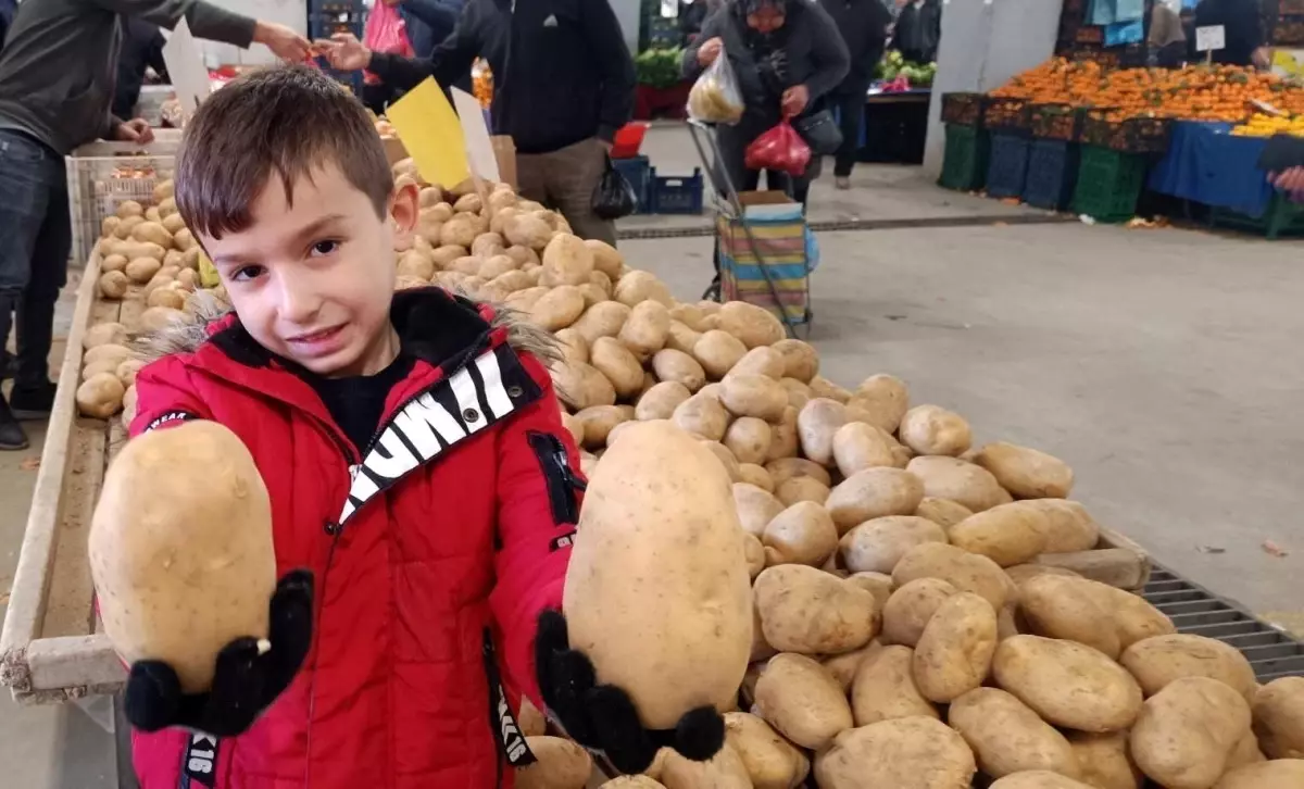 Sarıgöl Pazarı’nda Dev Patatesler İlgi Görüyor