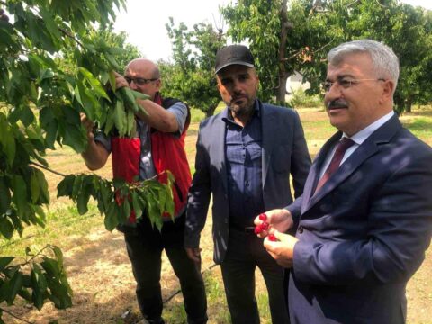 Akşehir Kirazı’na Saha İncelemesi