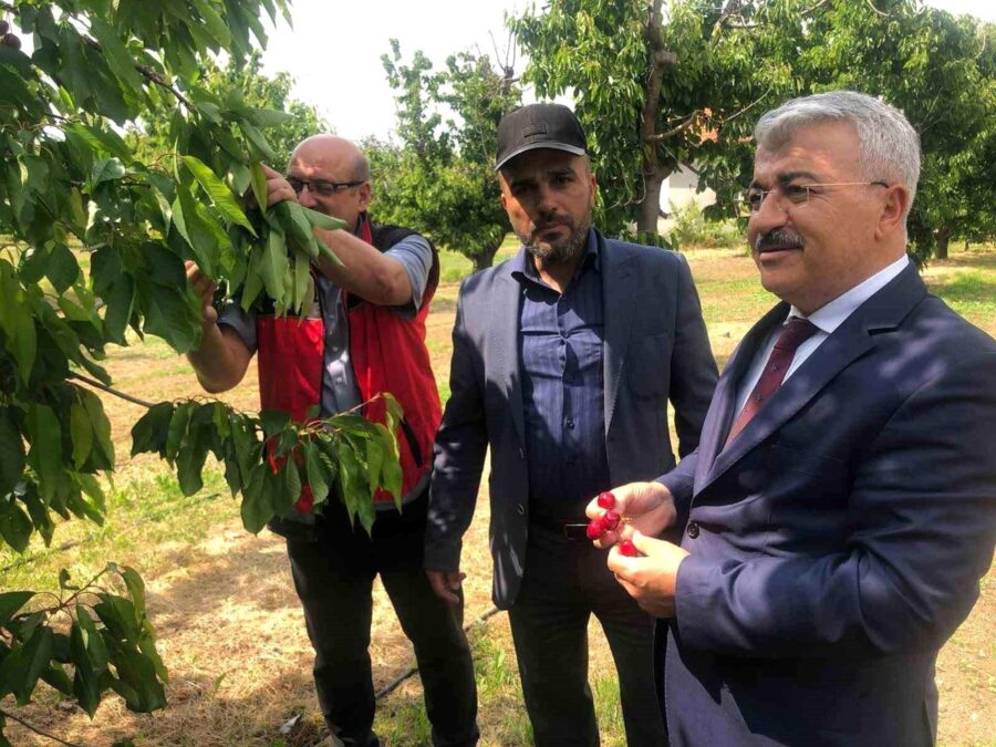 Akşehir Kirazı’na Saha İncelemesi
