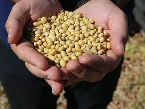 Soya fasulyesi fiyatlari 26 ayin en yuksek seviyesini gordu ysyYPquq